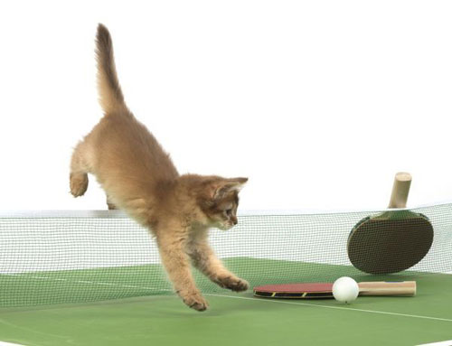 Кошки сетка настольный теннис