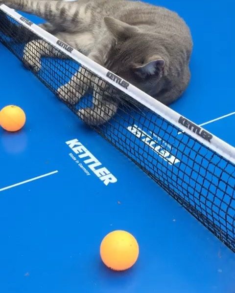 Кошки играют в настольный теннис